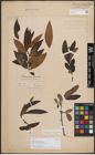 Foto von Salix daltoniana Andersson